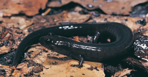 A dark, glossy salamander resting on damp leaves in a forest setting.
