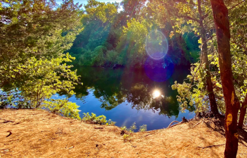A serene riverbank scene with lush greenery and sunlight reflecting on calm water.