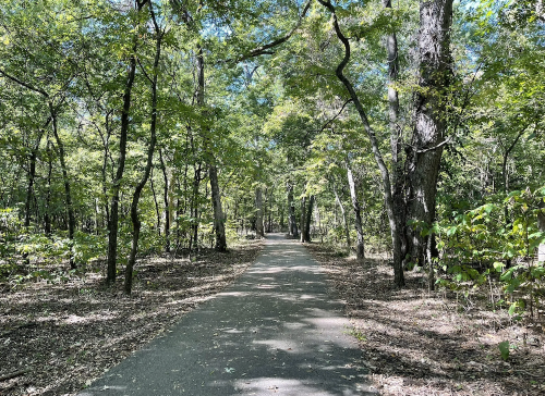 A serene, tree-lined path through a lush green forest on a sunny day.
