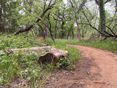 A winding dirt path through a lush green forest, with fallen logs and trees surrounding the trail.