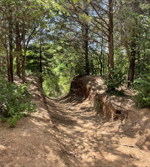 A dirt path winding through a lush, green forest with trees on either side.