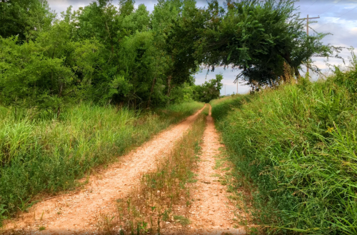 A dirt path winds through tall grass and trees, leading into a lush, green landscape under a cloudy sky.