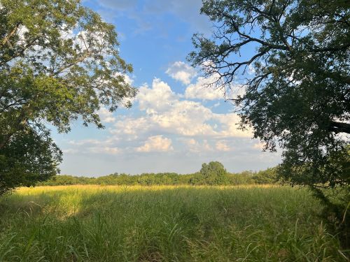 A serene landscape featuring tall grass, trees, and a blue sky with scattered clouds.