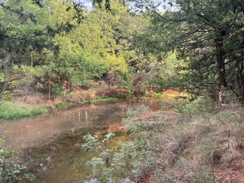 A serene pond surrounded by lush greenery and trees, reflecting the natural landscape in calm waters.