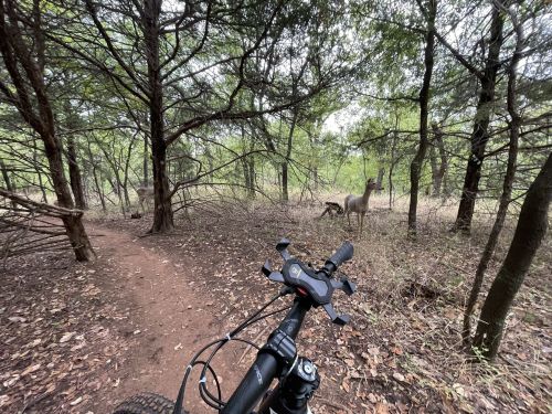 A mountain bike handlebar in the foreground, with deer visible in a wooded area in the background.