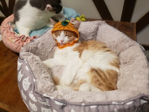 A sleeping orange and white cat in a cozy bed, wearing a cute pumpkin hat, with another cat in the background.