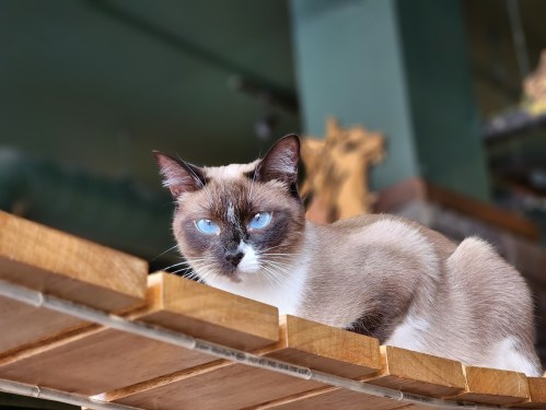 A Siamese cat with striking blue eyes rests on a wooden shelf, looking curiously at the camera.
