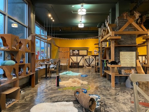 A cozy cat cafe interior with climbing structures, cat beds, and play areas, featuring warm yellow walls and large windows.