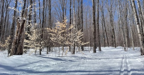 A wide, groomed cross-country ski trail stretches through a sun-drenched winter forest with blue skies in the Au Sable area of Michigan.