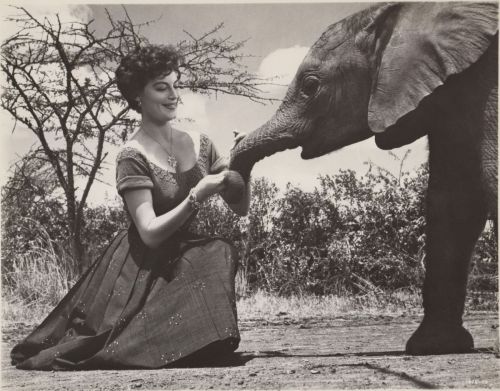A woman in a vintage dress kneels, feeding a baby elephant in a natural outdoor setting.