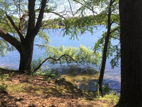 A serene view of a calm lake surrounded by trees and greenery on a sunny day.