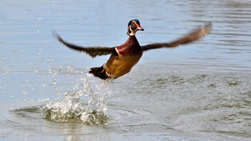 A wood duck takes off from the water, splashing as it spreads its wings in flight.