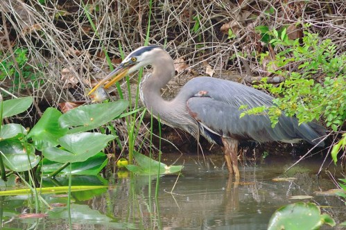 A great blue heron stands in shallow water, surrounded by green plants, as it catches a fish.