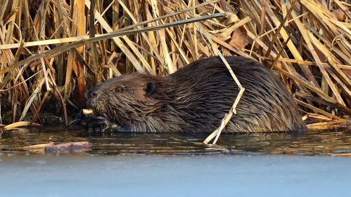 A beaver sitting in water, nibbling on a piece of food, surrounded by tall reeds and grasses.