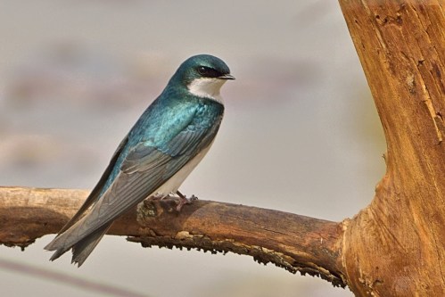 A small, iridescent blue bird perched on a branch, with a blurred natural background.