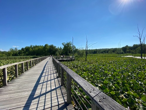 A wooden boardwalk stretches through a lush green wetland under a clear blue sky.