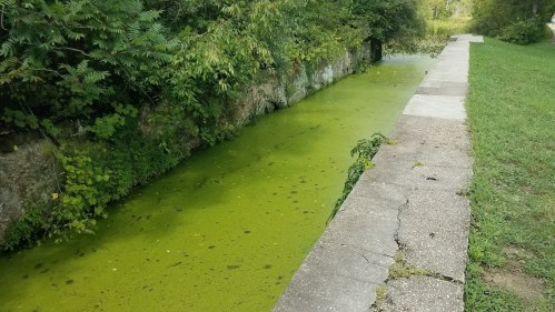 A narrow, green-tinted canal lined with overgrown vegetation and a concrete walkway beside it.
