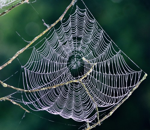 A close-up of a delicate spider web glistening with dew, suspended between two branches against a blurred green background.