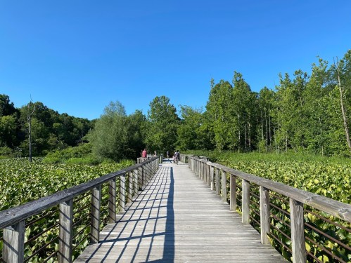 A wooden boardwalk stretches through lush greenery under a clear blue sky, with people walking in the distance.