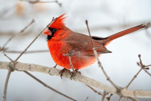 A vibrant red cardinal perched on a branch, surrounded by a snowy background.