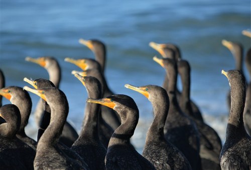 A group of cormorants standing close together by the water, with their distinctive dark feathers and orange beaks.