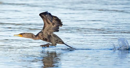 A cormorant takes off from the water, wings spread wide, creating splashes as it flies over the calm surface.