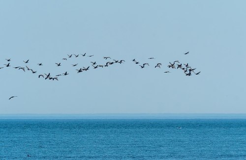 A flock of birds flies over a calm blue sea under a clear sky.