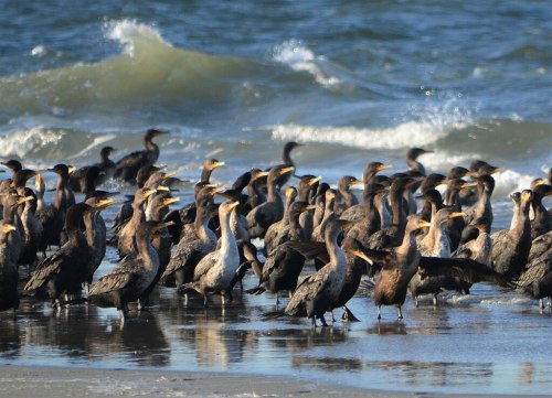 A flock of cormorants stands on the shore, with waves gently crashing in the background.