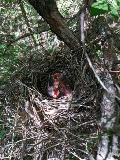 A close-up of a bird's nest in a tree, with several hungry chicks with open mouths inside.