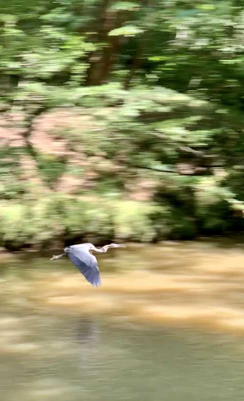 A heron flies over a river, captured in motion with a blurred background of greenery.