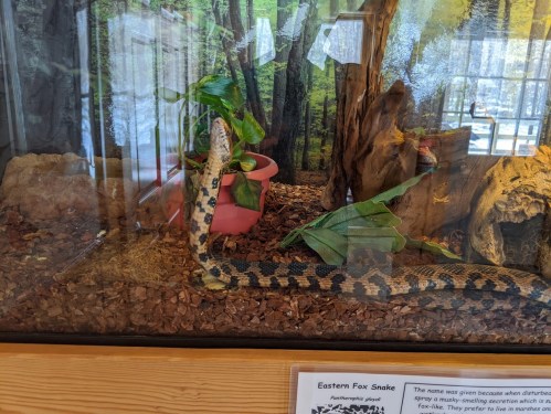 An Eastern Fox Snake in a glass enclosure, surrounded by plants and natural decor.
