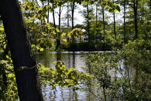 A serene lake surrounded by lush greenery and trees, reflecting the clear blue sky.