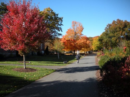 A person walks a dog along a path lined with vibrant autumn trees in shades of red, orange, and yellow.