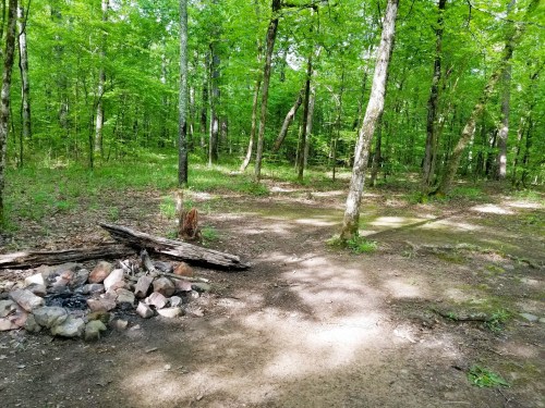 A serene forest clearing with green trees, a dirt path, and a stone fire pit surrounded by logs.