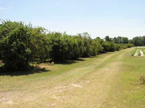 A grassy path lined with lush green bushes under a clear blue sky.