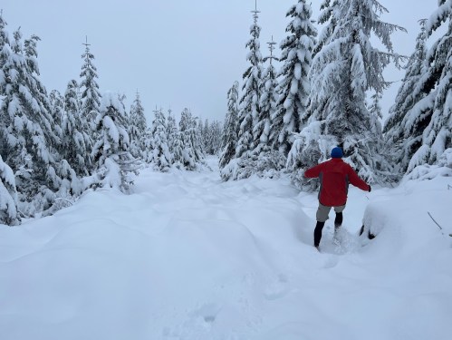 A person in a red jacket walks through a snowy forest, surrounded by tall, snow-covered trees.