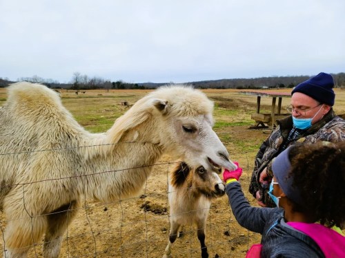 A child feeds a camel while an adult watches, both smiling, in a grassy field with a cloudy sky.