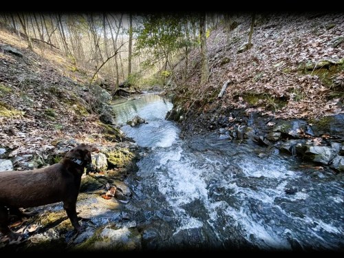 A brown dog stands by a flowing creek surrounded by trees and rocky terrain, with fallen leaves scattered on the ground.