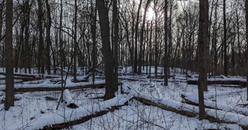 A snowy forest scene with fallen trees and bare branches, illuminated by soft sunlight filtering through the trees.