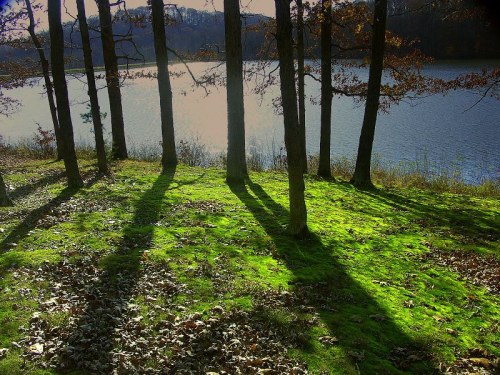 Sunlight filters through trees by a lake, casting long shadows on green grass and fallen leaves.