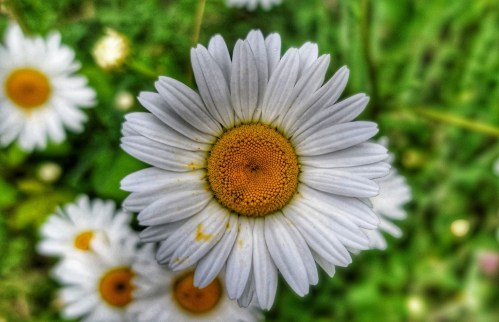 Close-up of a white daisy with a yellow center, surrounded by green foliage and other daisies in the background.