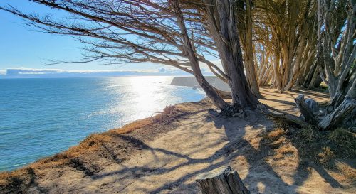 A serene coastal scene with trees lining a sandy path, overlooking a sparkling ocean under a clear blue sky.