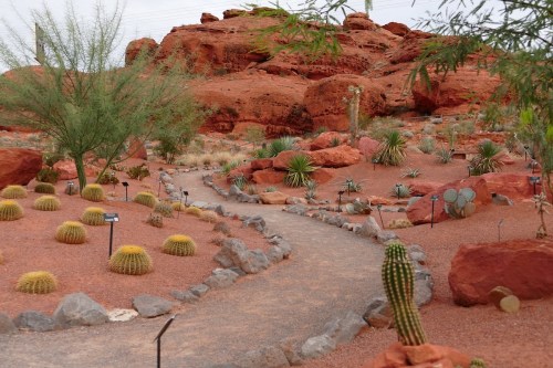 A desert garden featuring various cacti and succulents, with a winding path and red rock formations in the background.