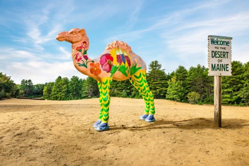 Colorful camel statue in a sandy area with a sign reading "Welcome to the Desert of Maine" and trees in the background.