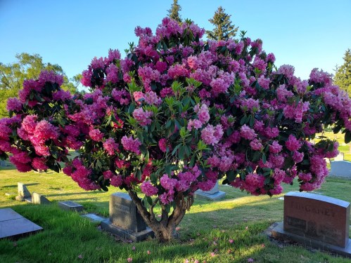 A vibrant pink rhododendron tree in a cemetery, surrounded by gravestones under a clear blue sky.