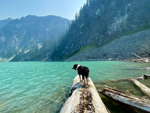 A dog stands on a log by a turquoise lake, surrounded by mountains and trees under a clear blue sky.