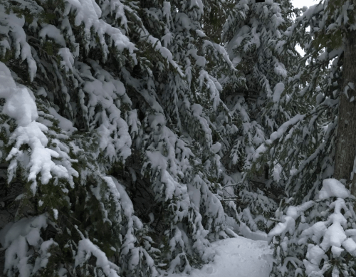 Snow-covered evergreen trees create a serene winter landscape, with branches heavy under the weight of fresh snow.
