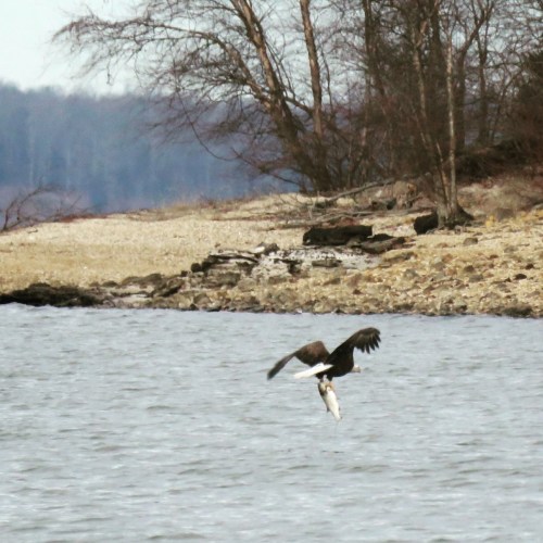 A bald eagle flying over a river, clutching a fish in its talons, with a shoreline in the background.