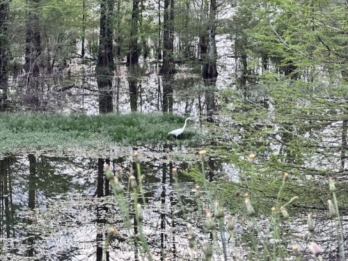 A white heron stands in a lush, green wetland surrounded by trees and reflections in the water.