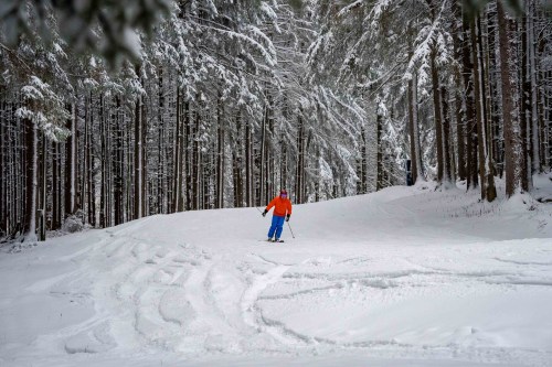 A skier in an orange jacket glides through a snowy forest, surrounded by tall, snow-covered trees.